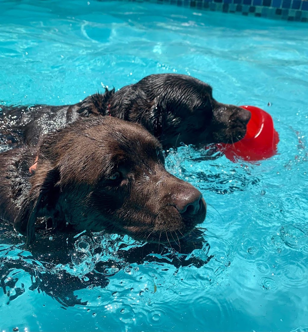 The Ku-bros Doggy Daycare | 127 Moorina Rd, Moorina QLD 4506, Australia | Phone: 0450 919 769