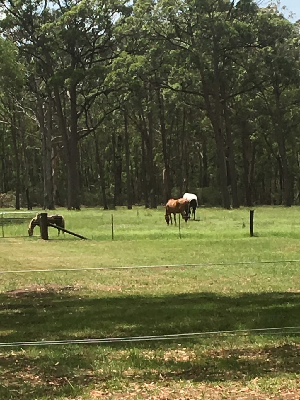 Wilmslow Park Horse Agistment | Lot 5 Alkoomie Place, Wilton NSW 2571, Australia | Phone: 0421 735 133