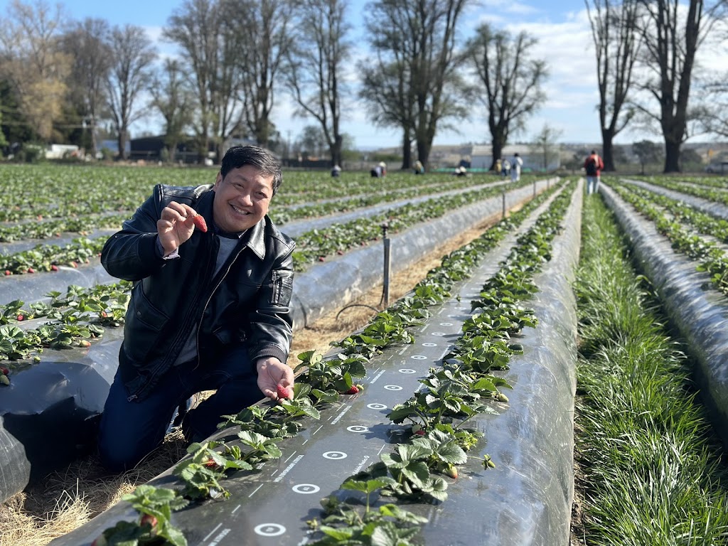 Naturipe Fruits - Bacchus Marsh Strawberry Farm | 534 Bacchus Marsh Rd, Bacchus Marsh VIC 3340, Australia | Phone: 0419 340 363