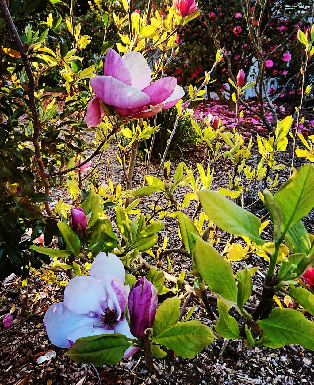 Stony Rise Cottage | 13 Rundle Rd, Devonport TAS 7310, Australia | Phone: (03) 6423 6476