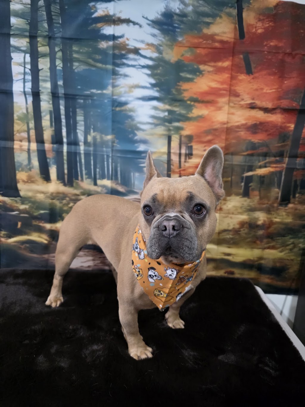 Prime Paws Grooming Salon | 600 Bitcon Rd, Toolamba West VIC 3614, Australia | Phone: 0411 782 190