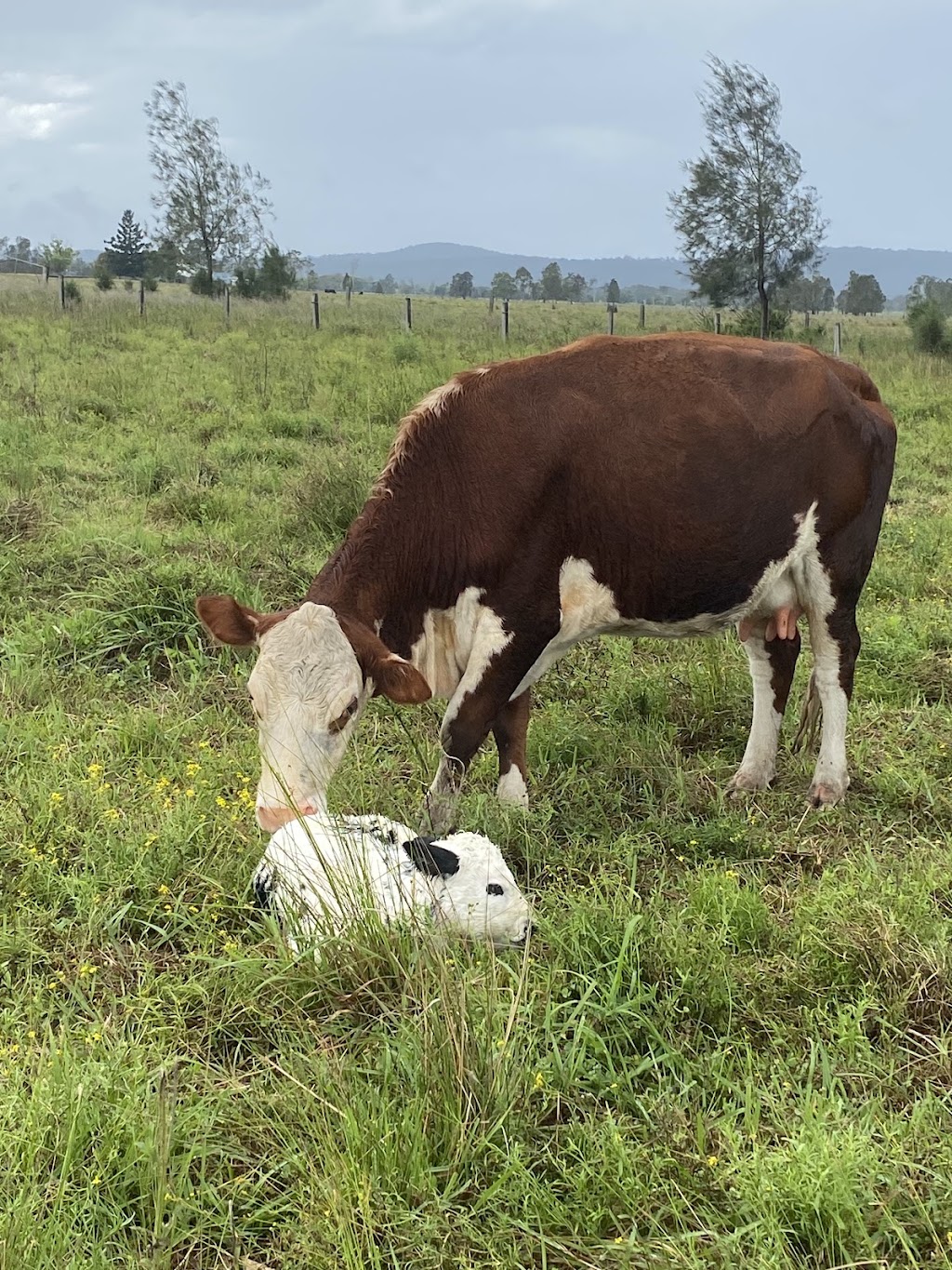 Chaffin Creek Farm | 233 Firth Heinz Rd, Pillar Valley NSW 2462, Australia | Phone: 0423 325 281