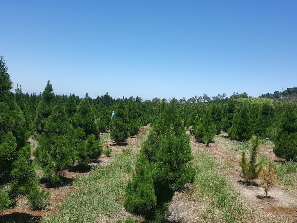 North Pole Christmas Trees Farm | 1000 Old Sydney Rd, Beveridge VIC 3064, Australia | Phone: (03) 9308 3571