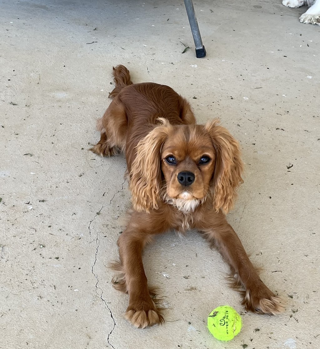 Cocobo paws 4 life | The Driftway, Richmond NSW 2753, Australia | Phone: 0404 824 906