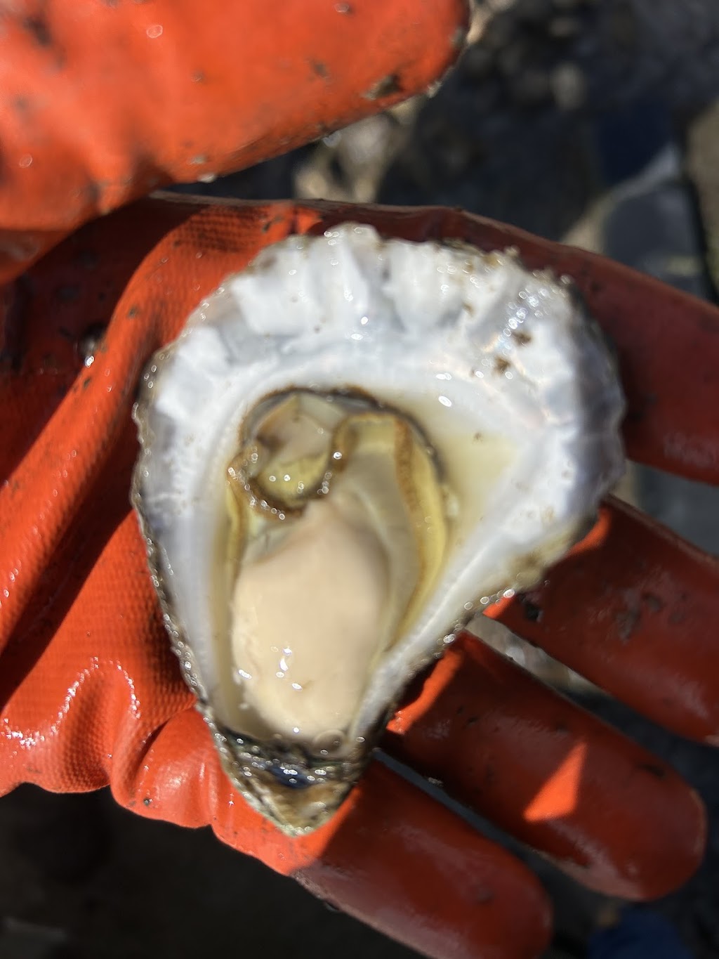 bodalla rock oysters | 58 Lyrebird Pl, Bodalla NSW 2545, Australia | Phone: 0439 575 518