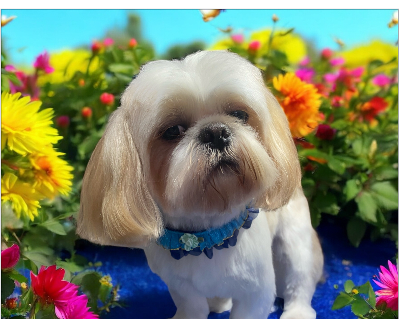 LUSCIOUS PAWS Dog Grooming | 62 Manna Gum Dr, Pakenham VIC 3810, Australia | Phone: 0449 595 252