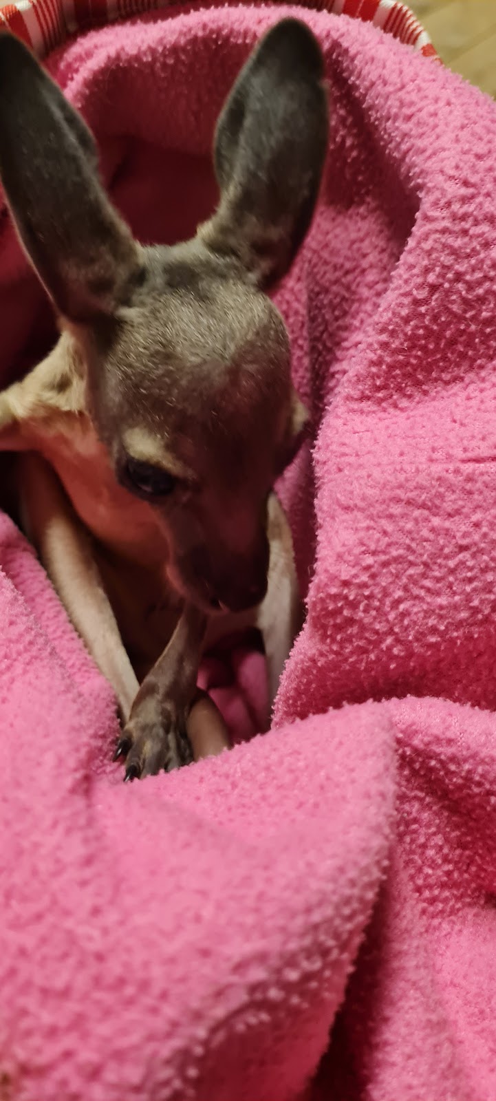 Warrego Wildlife Rescue Rehabilitation & Education Inc. | Redford Rd, Mungallala QLD 4467, Australia | Phone: 0475 095 577