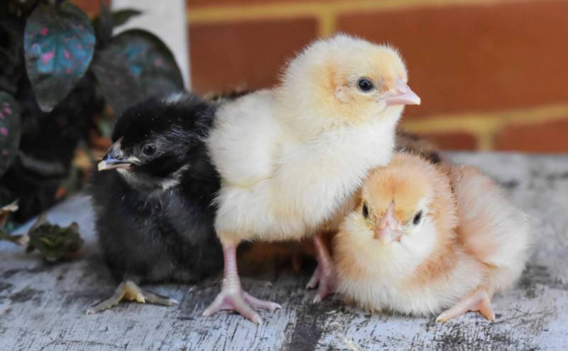 The Locke View Poultry Zoo | food | 61 Locke View, Bedfordale WA 6112, Australia | 0418898629 OR +61 418 898 629