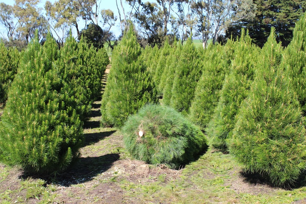 Real Christmas Tree Elves Williamstown | store | 87 Kororoit Creek Rd, Williamstown VIC 3016, Australia | 0488552729 OR +61 488 552 729