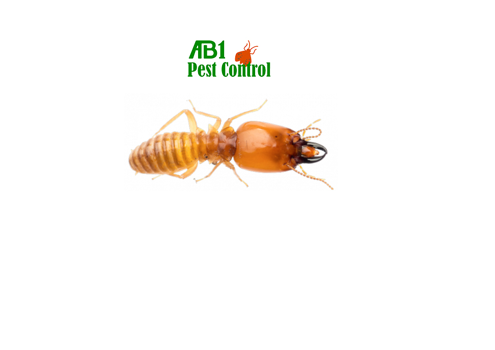 AB1 Termite & Pest Control (62 Riley St) Opening Hours