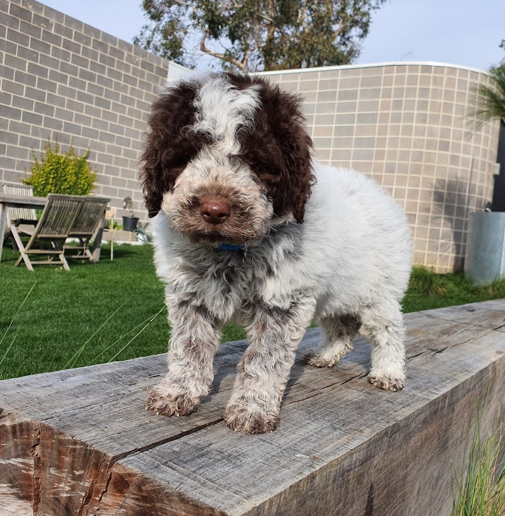 Enchanted Kennels Puppies Victoria | Northern Hwy, Toolleen VIC 3551, Australia | Phone: 0477 749 158