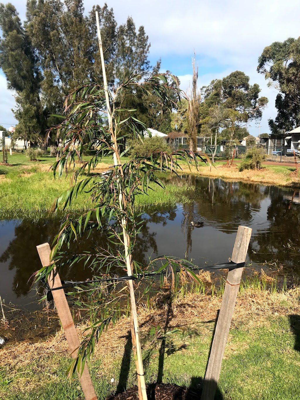 Harris Road Pond | park | 40 Harris Rd, Busselton WA 6280, Australia