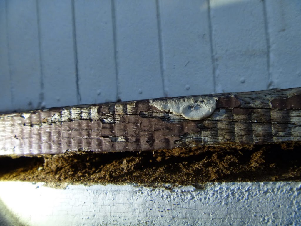 Termites Gone | 16 Woodland Ct, Townsville QLD 4818, Australia | Phone: 0411 053 966