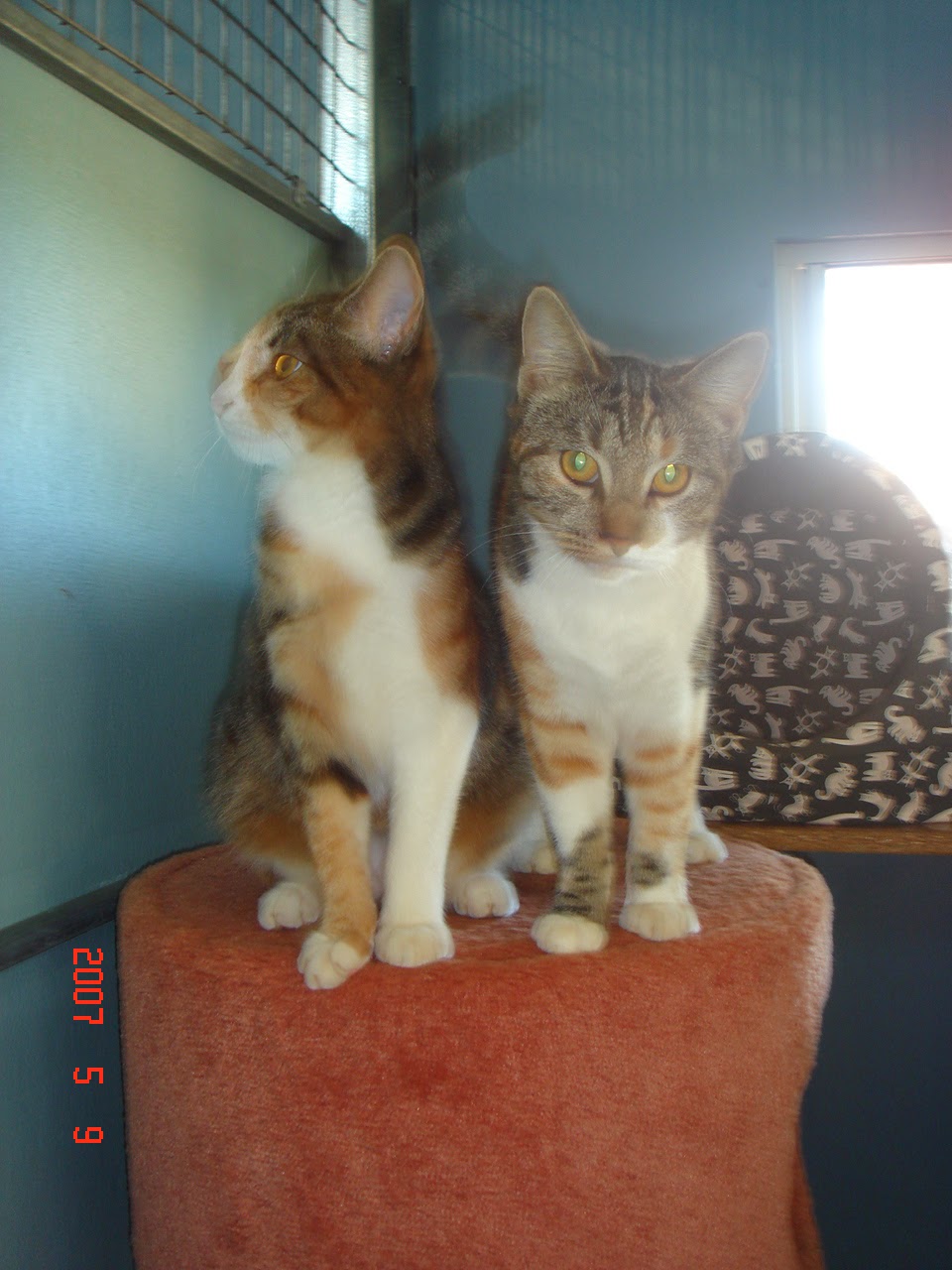 Catopia Boarding Cattery | 23B, Ridley Rd, Geraldton WA 6530, Australia | Phone: 0448 553 443