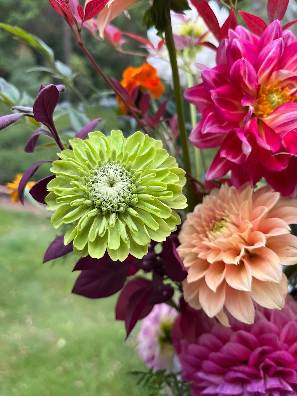 Blooms on View Flower Farm | 2299 Mount Mee Rd, Ocean View QLD 4521, Australia | Phone: 0434 828 825
