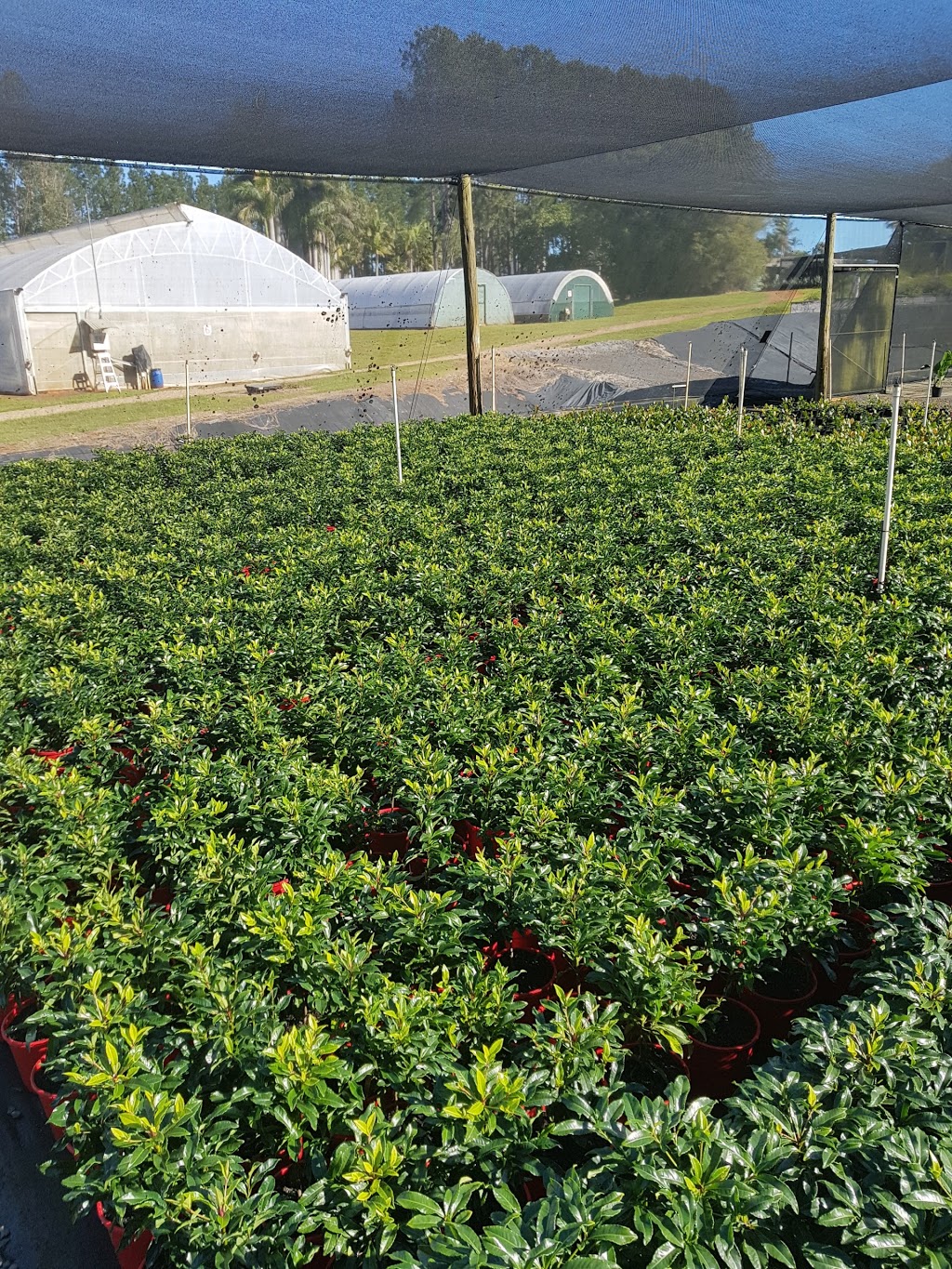 Alstonville Plants |  | 2 Weis Ln, Rous NSW 2477, Australia | 0266281091 OR +61 2 6628 1091