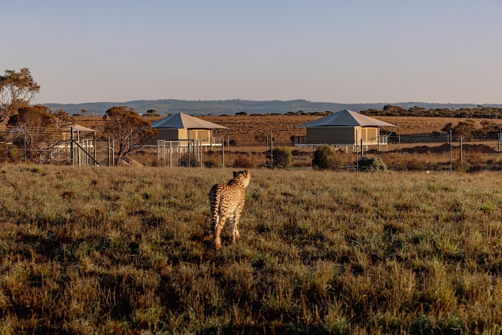 Safari Lodge | 525 Monarto Rd, Rocky Gully SA 5254, Australia | Phone: 1800 016 761