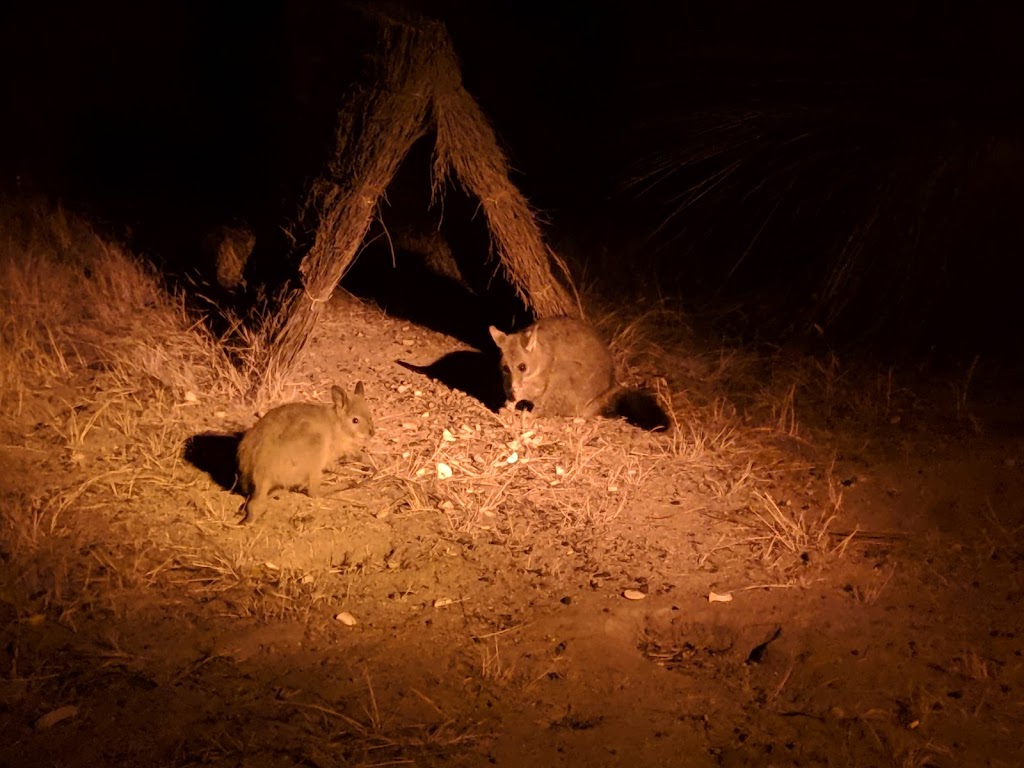Barna Mia Nocturnal Wildlife Experience | tourist attraction | Marri Rd, Williams WA 6391, Australia | 0898819200 OR +61 8 9881 9200