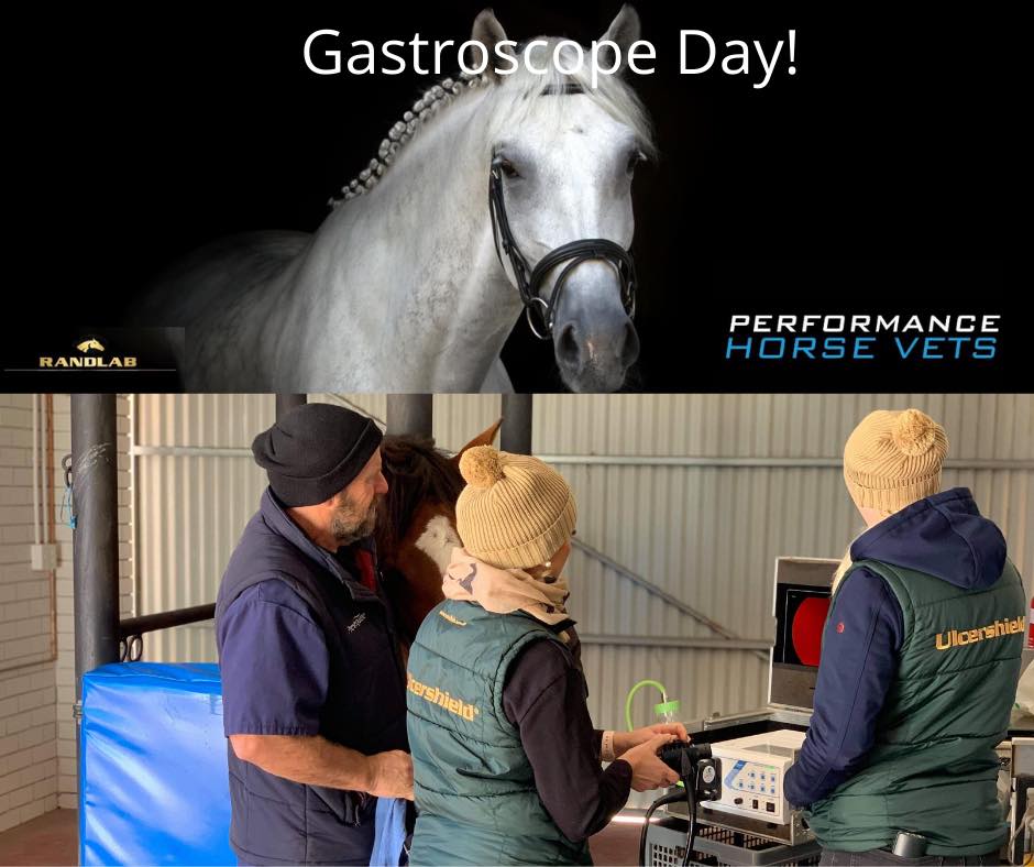 Performance Horse Vets | veterinary care | 15A Woollcott Ave, West Swan WA 6056, Australia | 0892964206 OR +61 8 9296 4206
