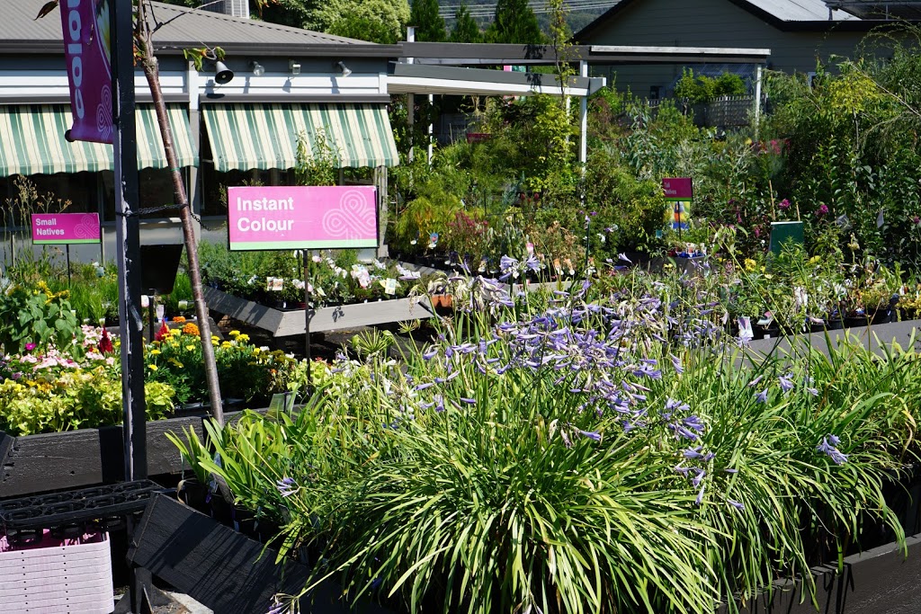 Plants Plus - Black Spur Nursery & Cafe | florist | 349 Maroondah Hwy, Healesville VIC 3777, Australia | 0359624746 OR +61 3 5962 4746