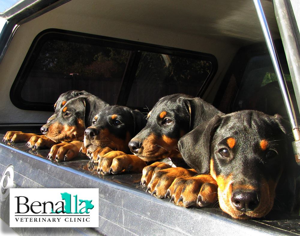 Benalla Veterinary Clinic | veterinary care | 16 Church St, Benalla VIC 3672, Australia | 0357622788 OR +61 3 5762 2788