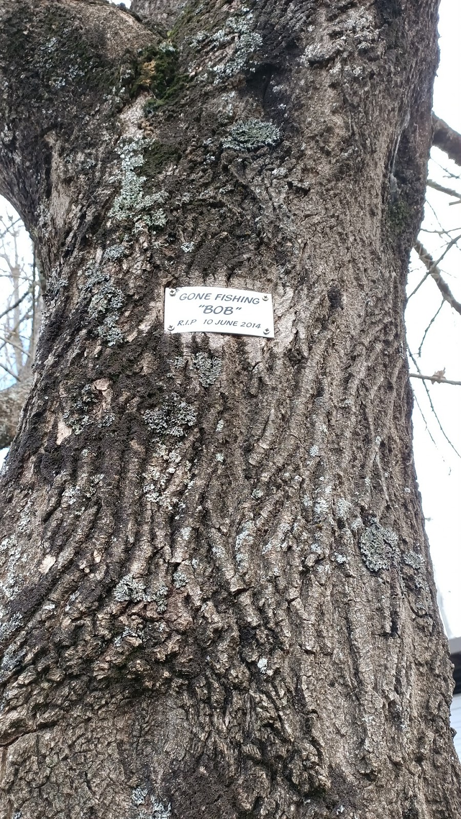 Robert "Bob" Porters Memorial Tree | park | 117 Mountain Creek Rd, Tawonga VIC 3697, Australia