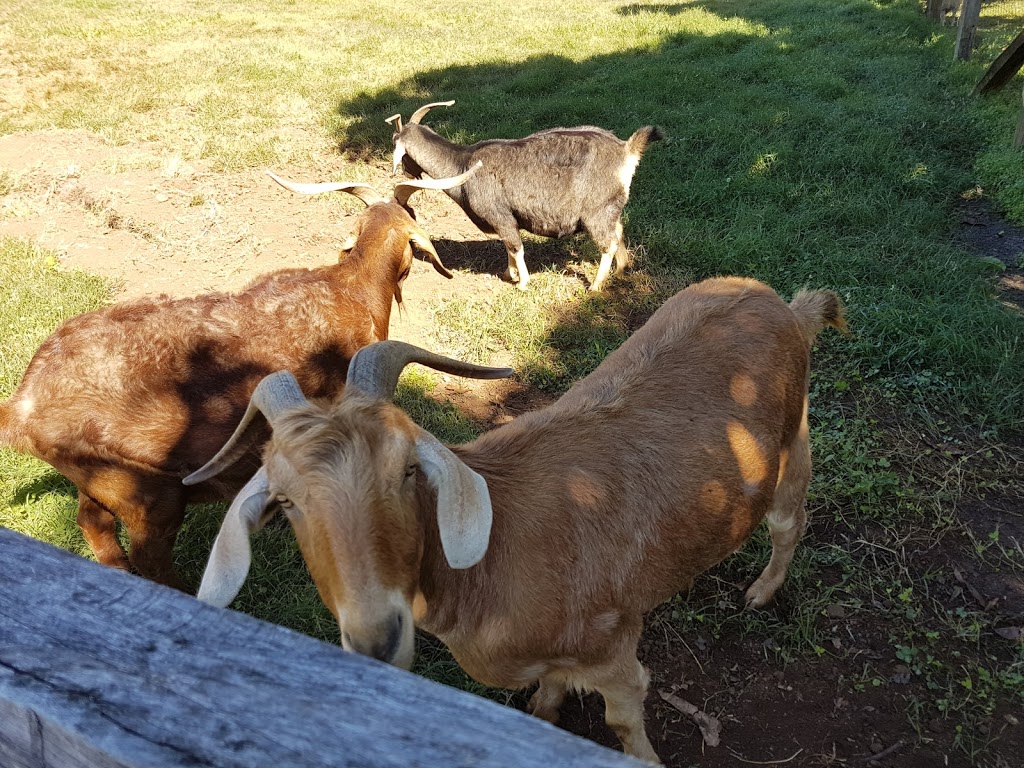 Mango Hill Farm | 159 Commissioners Flat Rd, Peachester QLD 4519, Australia | Phone: (07) 5494 9329