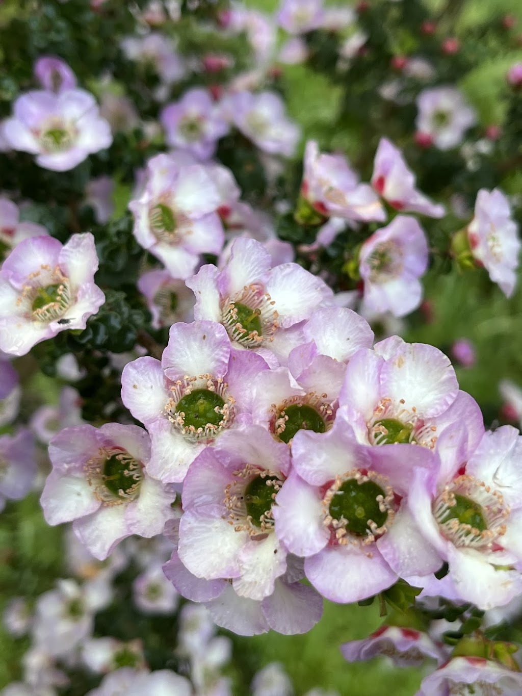 K valley plants | 15 Maxwell Rd, Kawarren VIC 3249, Australia | Phone: 0490 030 580