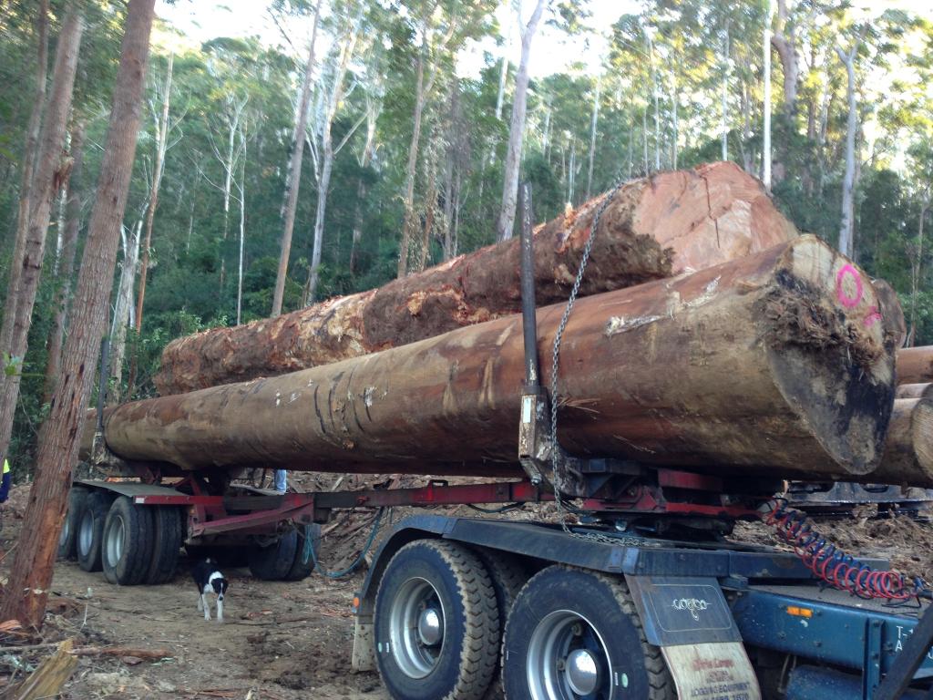 Glenn Poole Logging | general contractor | Pacific Hwy, Coffs Harbour NSW 2450, Australia | 0437879848 OR +61 437 879 848