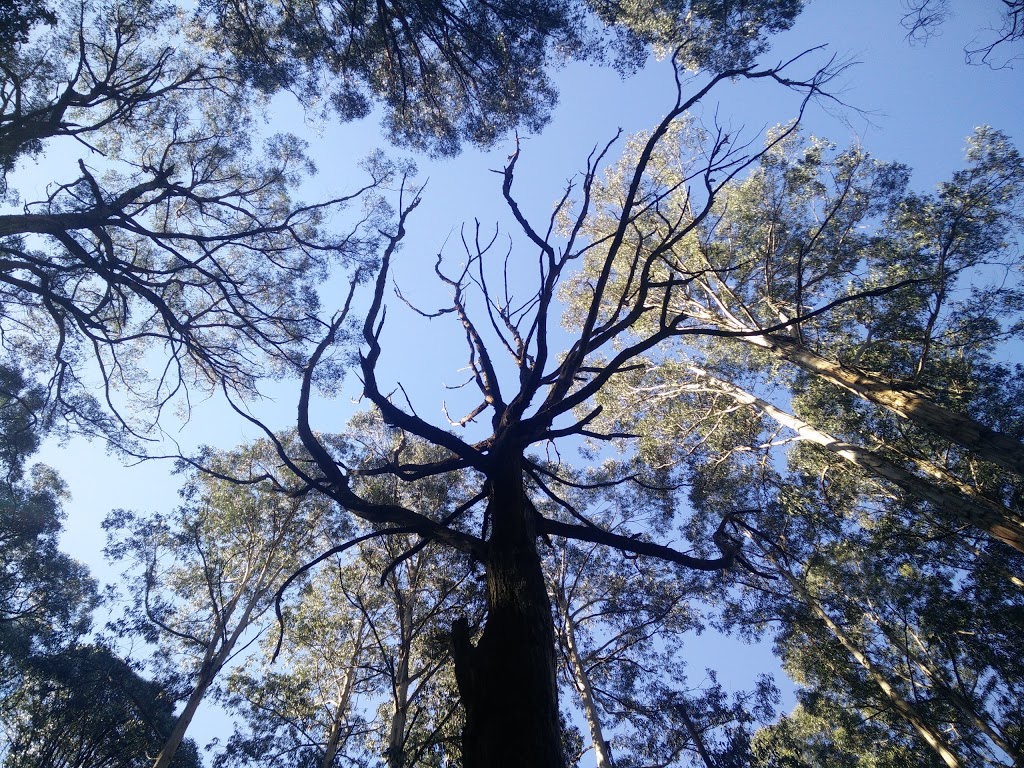 Valley and Eagle Nest Loop | park | Boundary Rd, Olinda VIC 3788, Australia