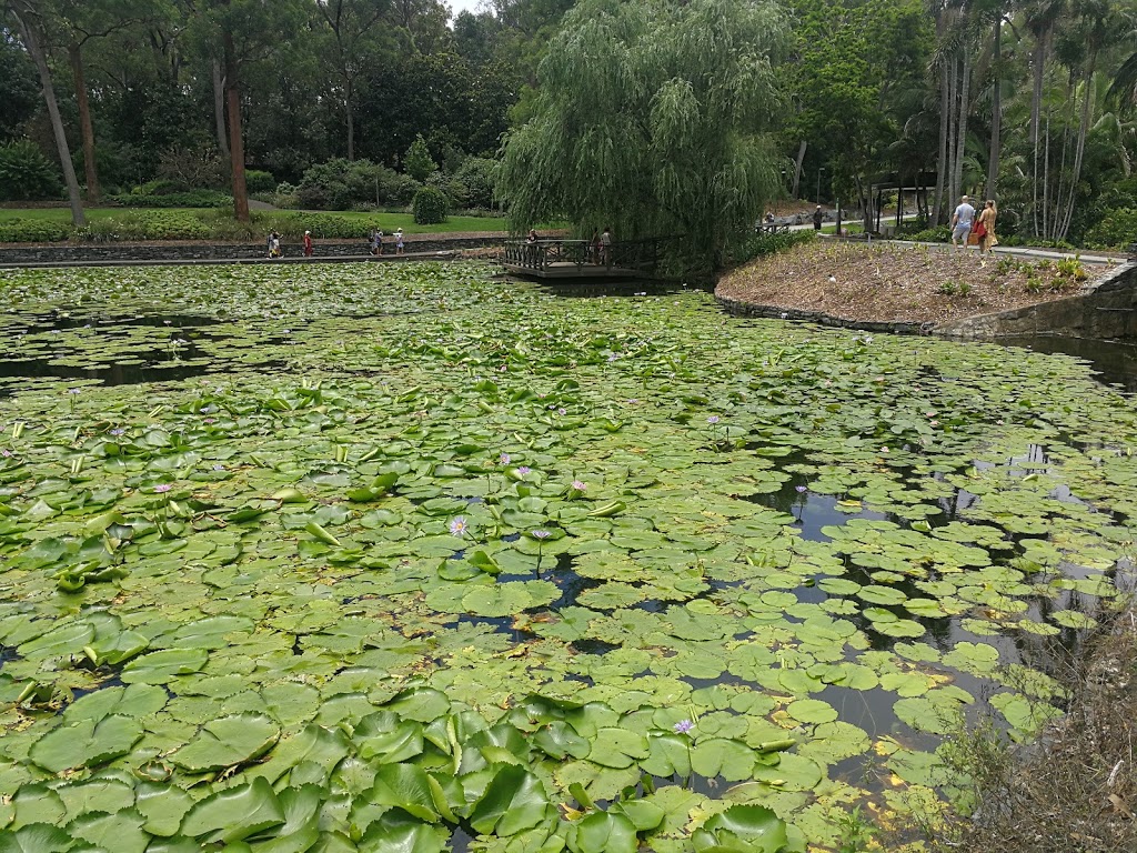 Brisbane Botanic Gardens Lagoon | park | Brisbane Botanic Gardens Mt Coot-tha, Mount Coot Tha Rd, Toowong QLD 4066, Australia