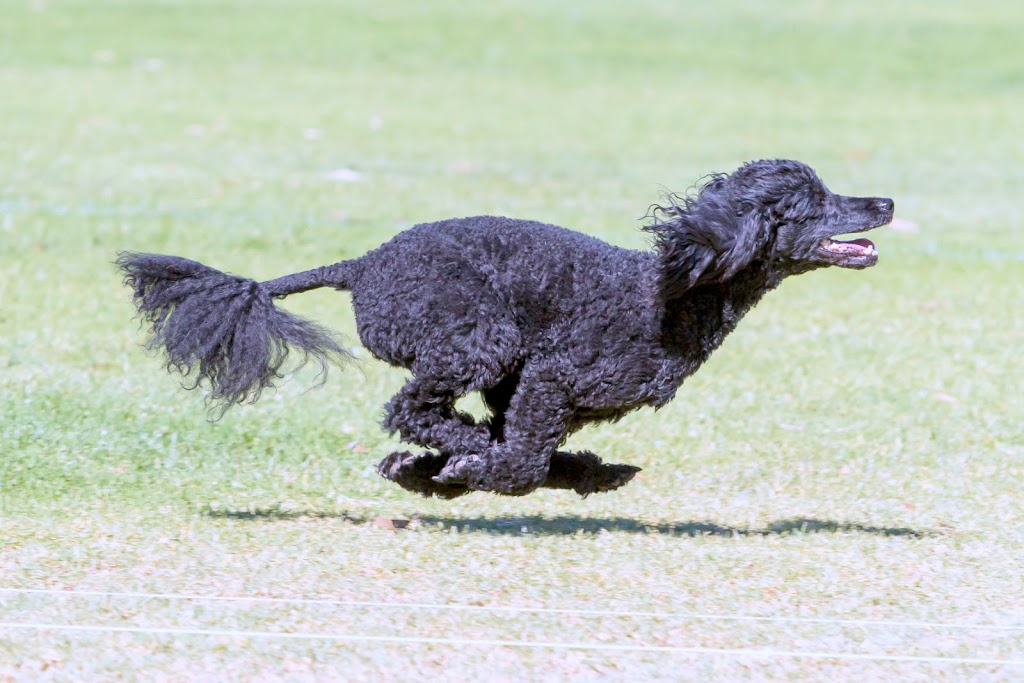 Poodle Club of SA inc | 40 Catharina St, Aberfoyle Park SA 5159, Australia | Phone: 0414 276 442