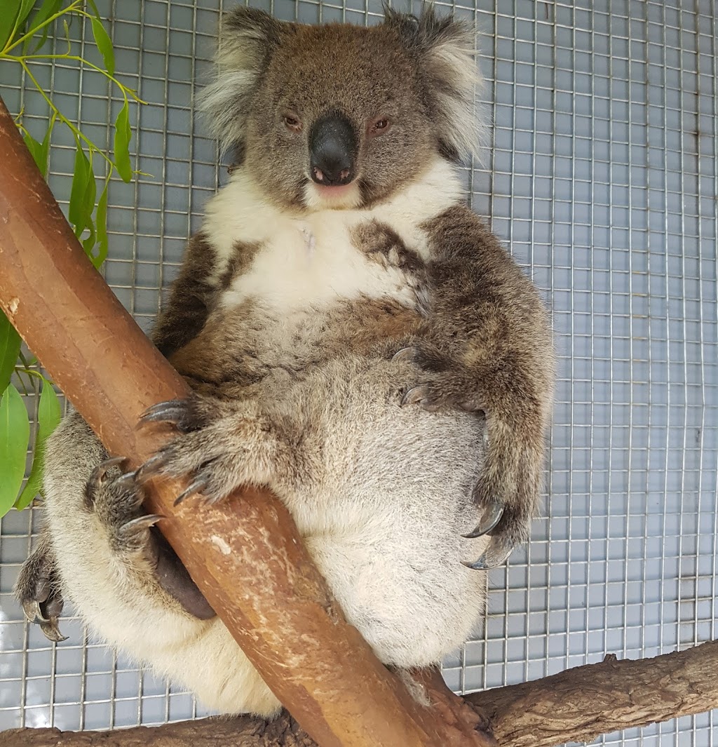 Southern Koala Rescue |  | 102 Kimbley Rd, Onkaparinga Hills SA 5163, Australia | 0435056252 OR +61 435 056 252