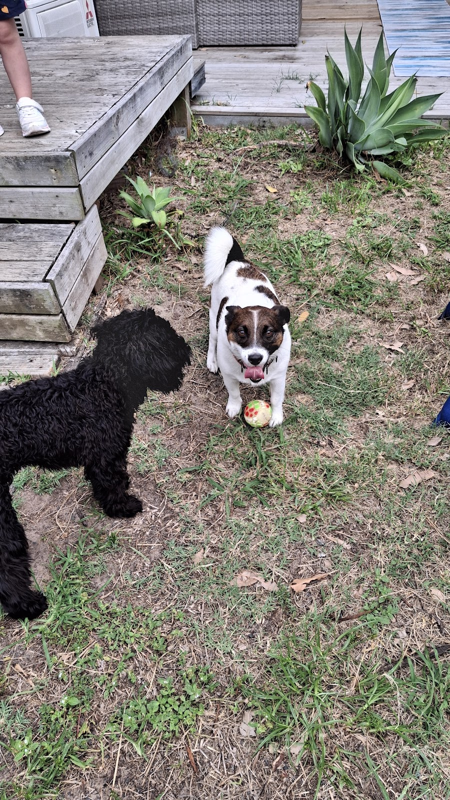 Paws and Play Booker Bay | Davis St, Booker Bay NSW 2257, Australia | Phone: 0431 593 890