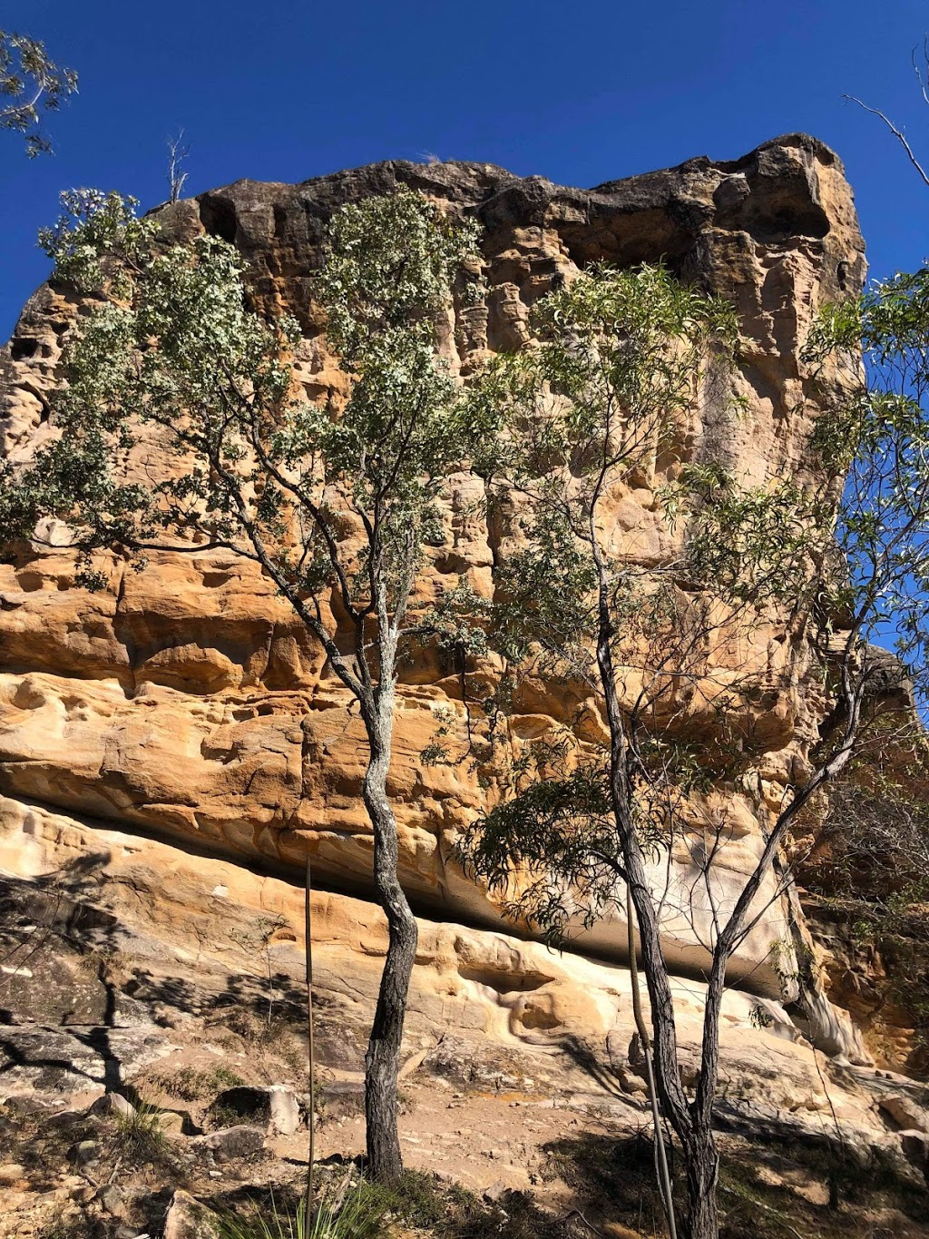 Paperbark Flats Picnic Area | 265-317 School Rd, Redbank Plains QLD 4301, Australia | Phone: (07) 3810 6666