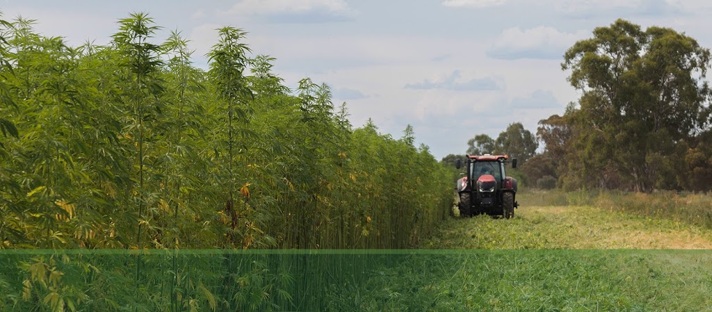 Murray Industrial Hemp | 27 Thule St, Barham NSW 2732, Australia | Phone: 0429 144 743