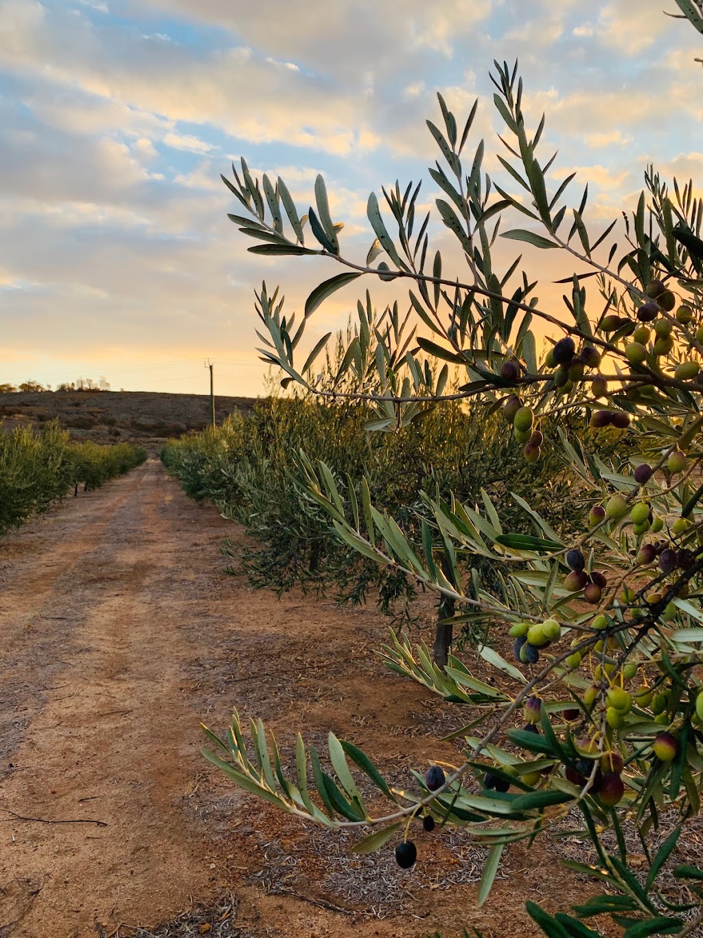 Toapin Rise Farm | Dorakin Rd, Quairading WA 6383, Australia | Phone: 0428 881 048