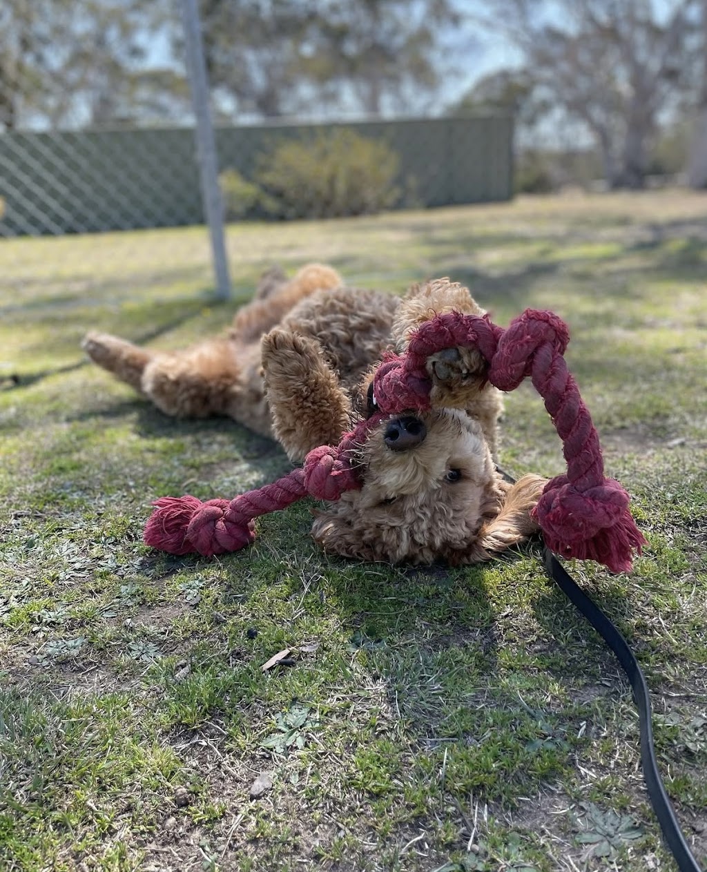 BoneGiorno | Canine Enrichment | 487 The Boulevarde, Kirrawee NSW 2232, Australia | Phone: 0405 963 043