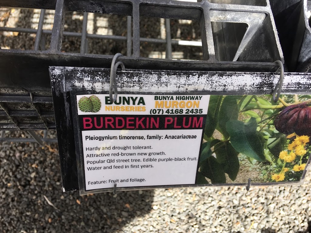 Bunya Nurseries |  | 15310 Bunya Hwy, Murgon QLD 4605, Australia | 0741682435 OR +61 7 4168 2435