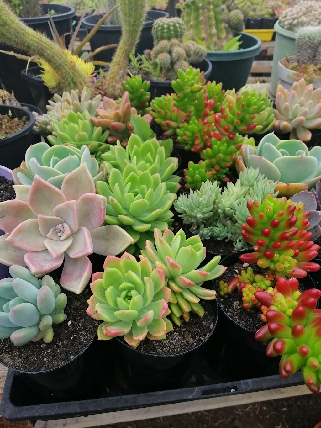 Cactus and Succulents Western Suburbs | 66 Barries Rd, Melton VIC 3337, Australia | Phone: 0448 480 606