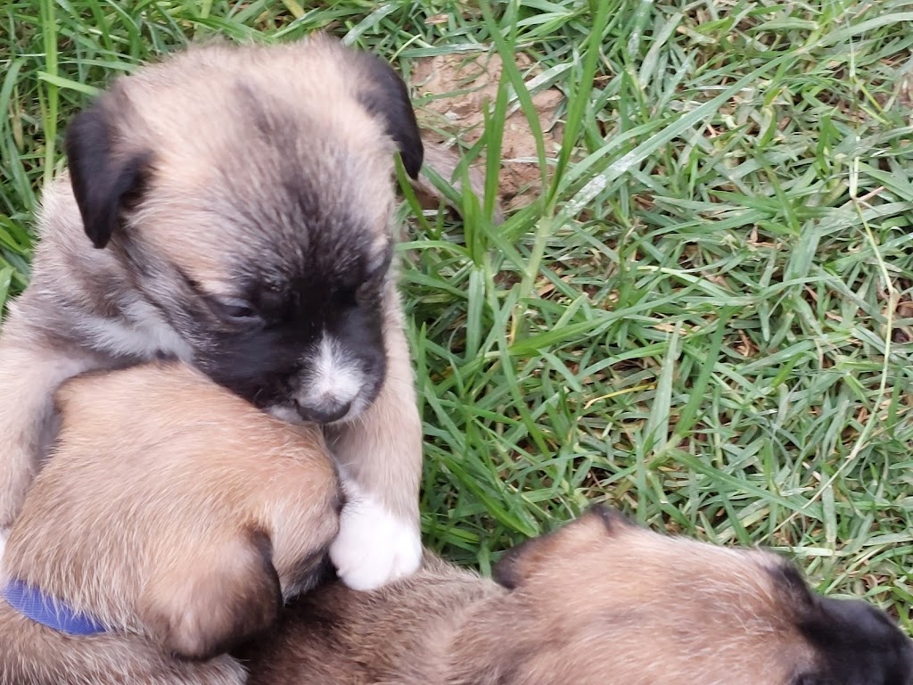 Narira Wolfhounds | 9914 Princes Hwy, Cobargo NSW 2550, Australia | Phone: 0449 902 999