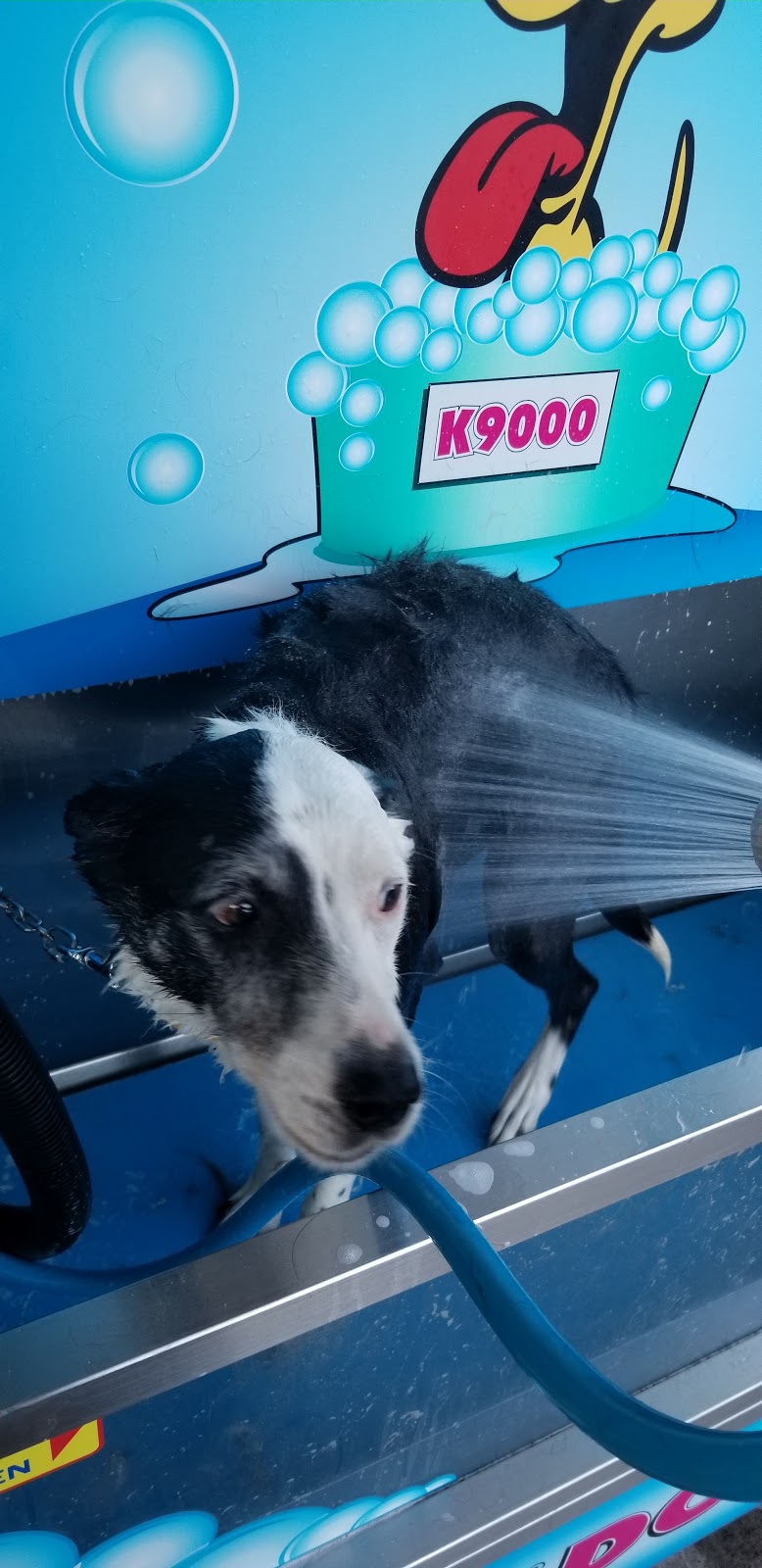 Toronto DIY Dog Wash | 6 Leo Lewis Cl, Toronto NSW 2283, Australia | Phone: 0402 796 443