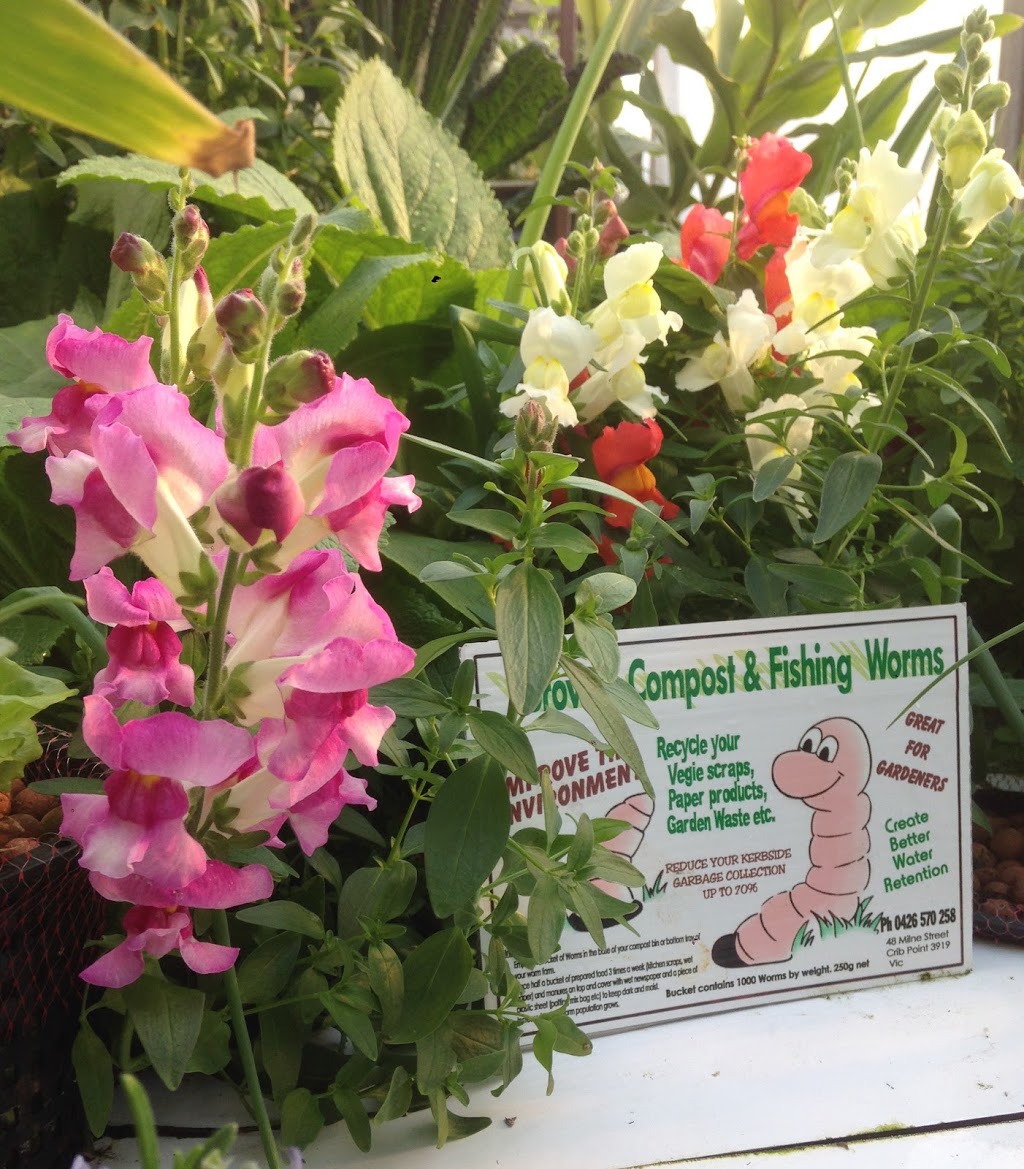 Browns compost worms | 48 Milne St, Crib Point VIC 3919, Australia | Phone: 0426570258