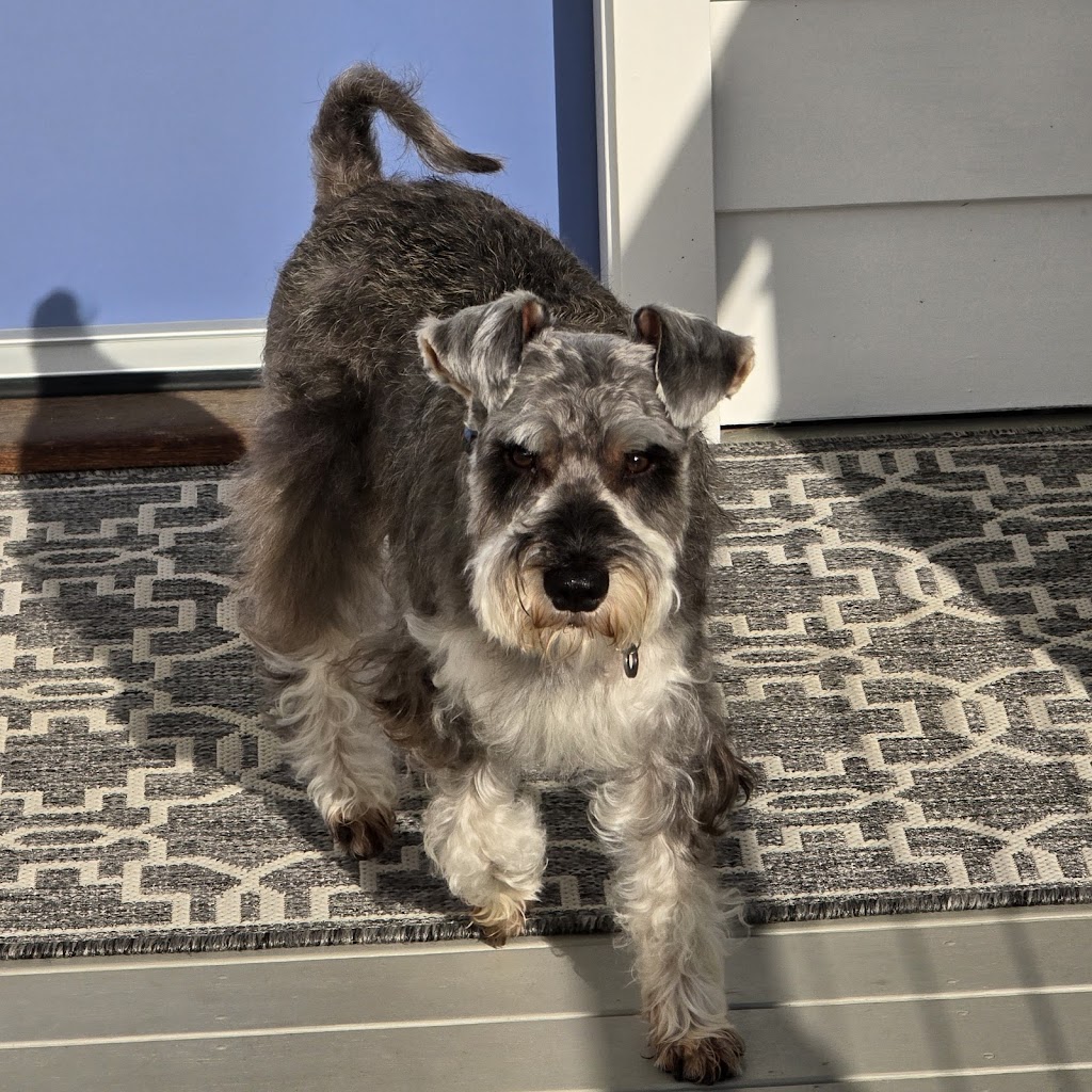 Pawsome pooches grooming service | 123 Pacific St, Corindi Beach NSW 2456, Australia | Phone: 0428 938 459