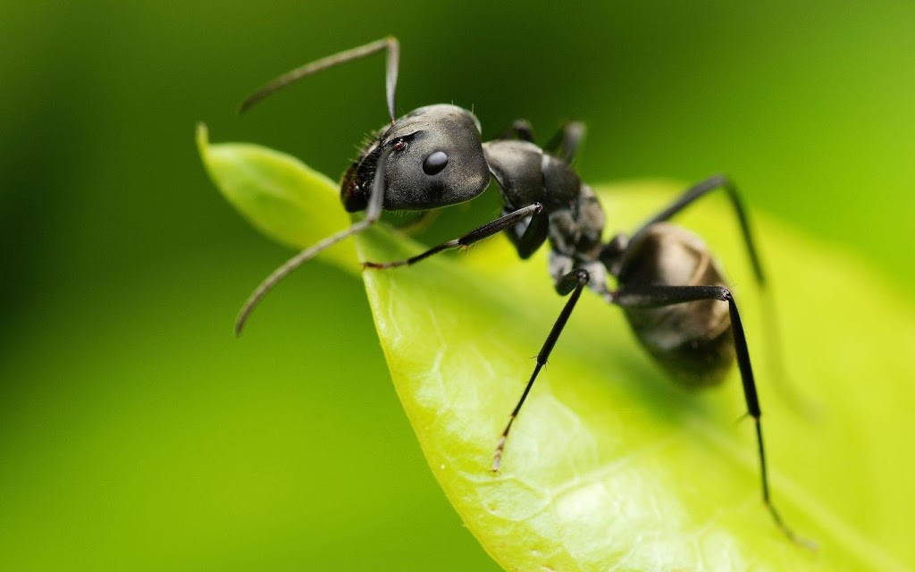 Marks Pest Control Lara - Ant, Cockroach, Rodent Removal Treatme | home goods store | Lara VIC 3212, Australia | 0390685623 OR +61 3 9068 5623