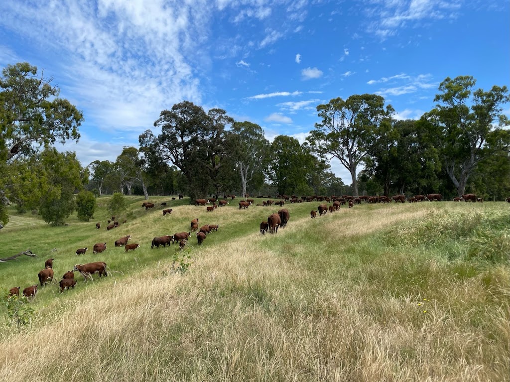 Wanrua Poll Herefords | 169 Websters Rd, Newry VIC 3859, Australia | Phone: 0408 451 392