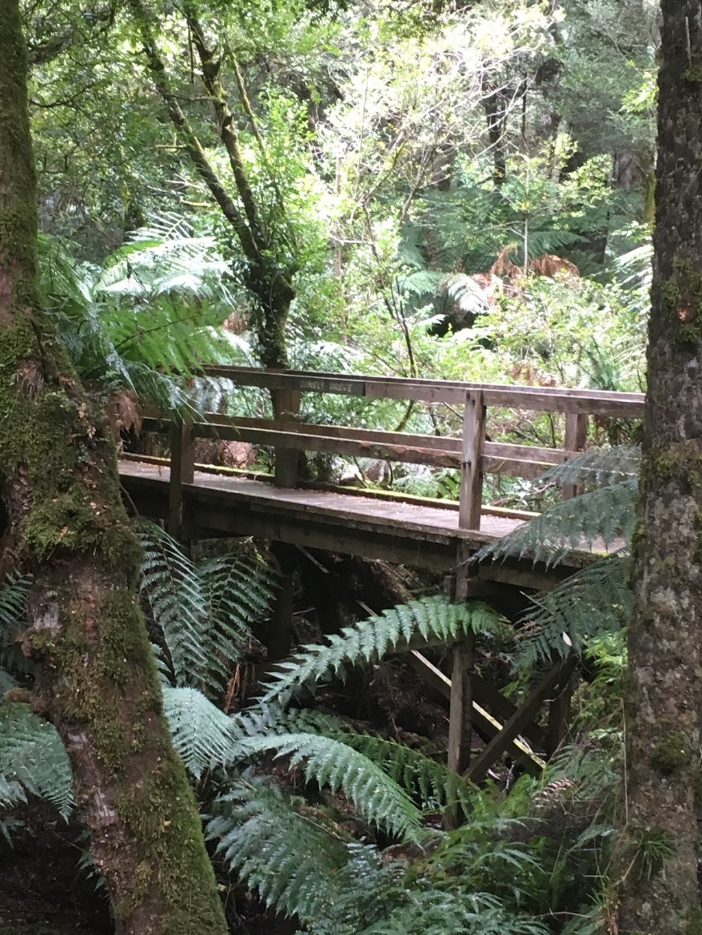 Toolangi State Forest | park | Sylvia Creek Rd, Toolangi VIC 3777, Australia | 136186 OR +61 136186