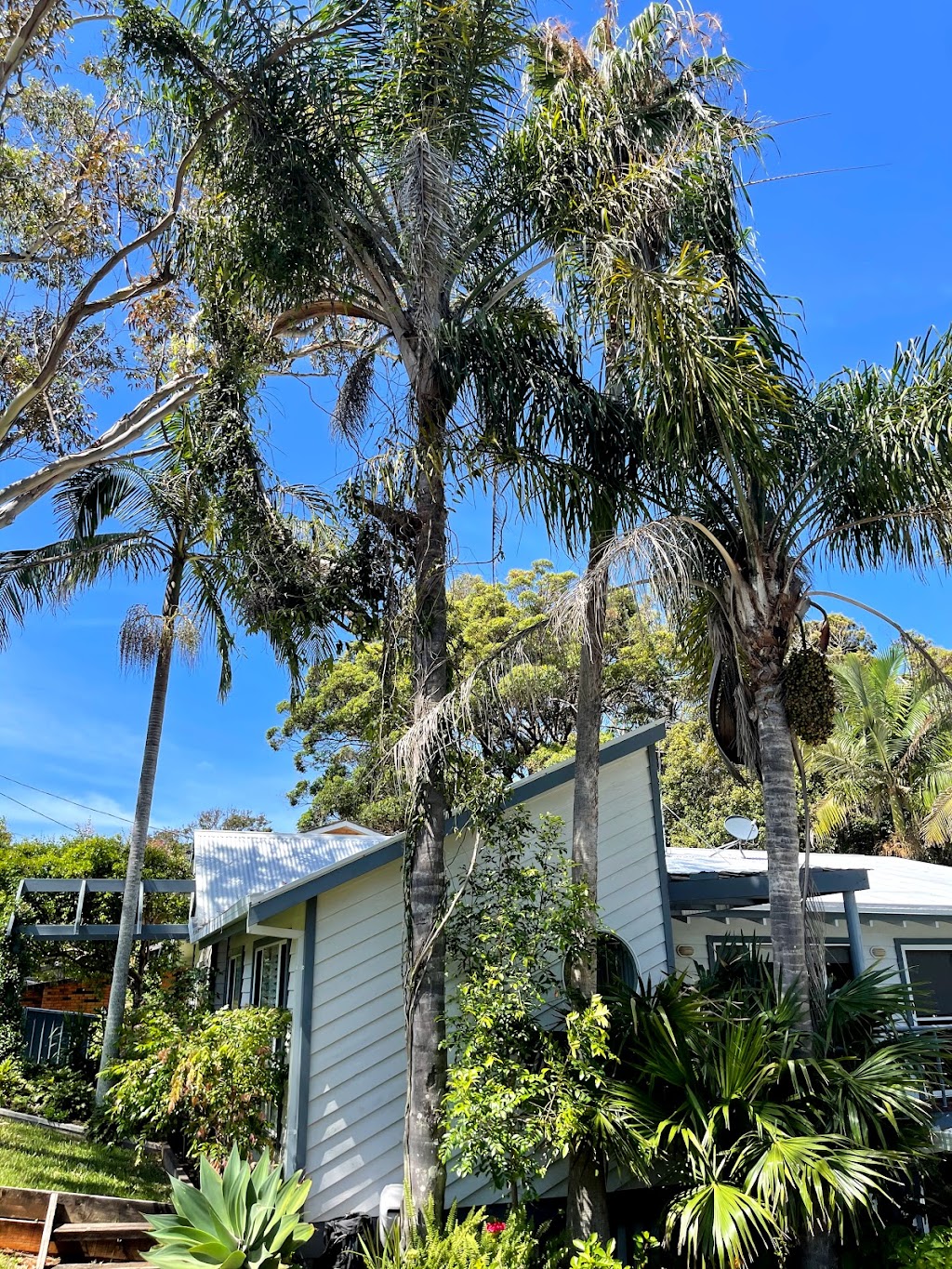 Seascape Vegetation Tree Services | 4 Coorella Cct, Port Macquarie NSW 2444, Australia | Phone: 0413 210 483
