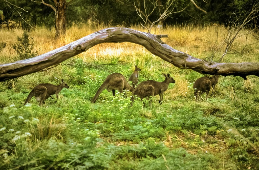 Valley Lake Wildlife Park | park | Davison Dr, Mount Gambier SA 5290, Australia | 0887249750 OR +61 8 8724 9750