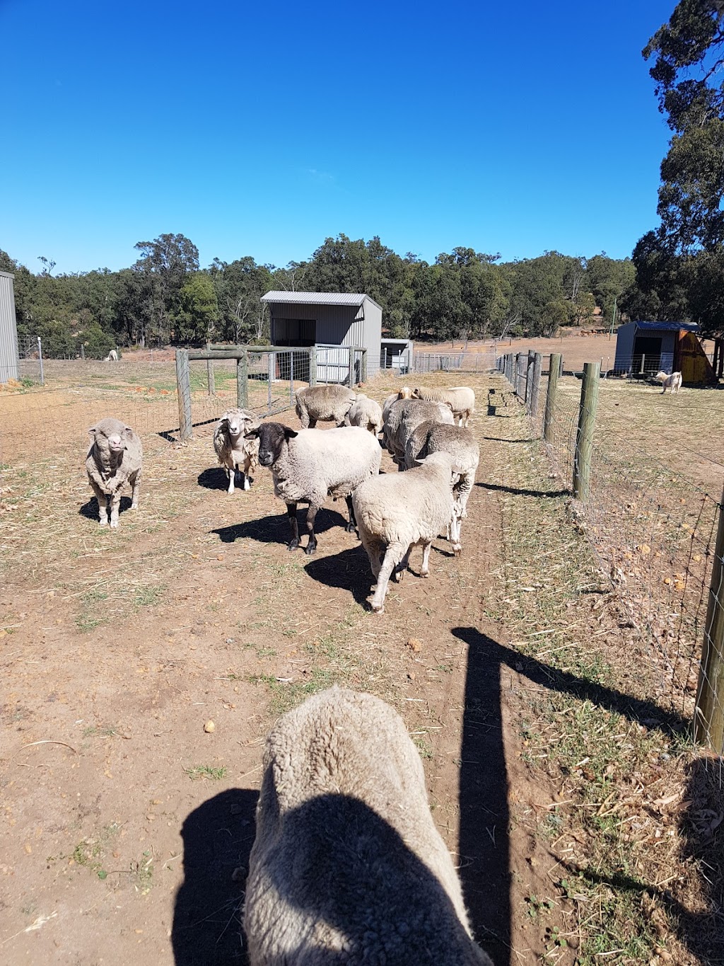 Happy Hooves Farm Sanctuary | 405 Clenton Rd, Gidgegannup WA 6083, Australia | Phone: 0439 976 921